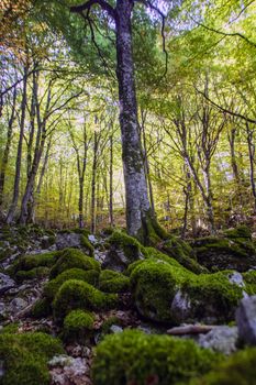 Beech woods of Abruzzo national park in autumn, Italy 