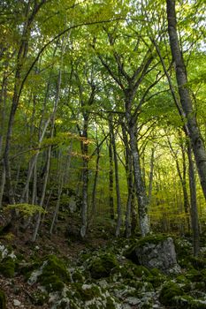 Beech woods of Abruzzo national park in autumn, Italy 