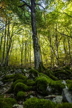 Beech woods of Abruzzo national park in autumn, Italy 