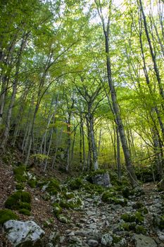 Beech woods of Abruzzo national park in autumn, Italy 