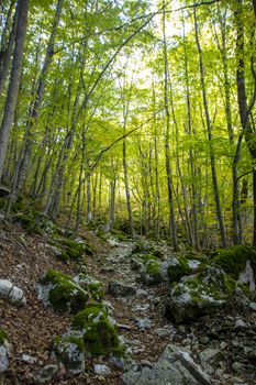 Beech woods of Abruzzo national park in autumn, Italy 