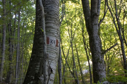 Beech woods of Abruzzo national park in autumn, Italy 