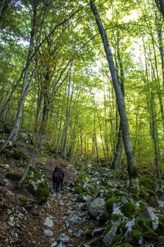 Beech woods of Abruzzo national park in autumn, Italy 