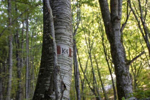 Beech woods of Abruzzo national park in autumn, Italy 