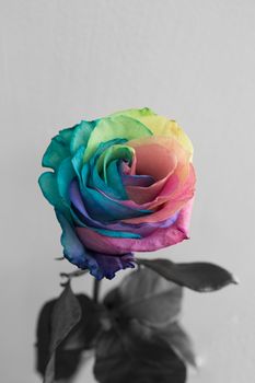 Faded rainbow rose flower symbolize unhappiness.