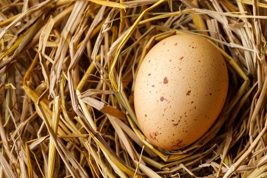Chicken or hen egg on straw nest, organic food fresh from poultry farm