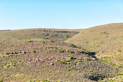 Purple flowers against the slope of a mountain on road R356 to Ceres in the Western Cape Province.
