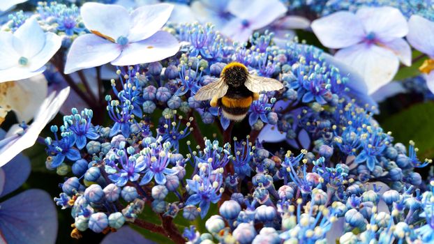 striped bumble bee ,Bombus soroeensis, on a background of blue and dark blue flowers, Hydrangea macrophylla