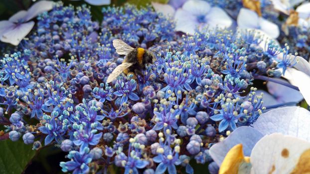 striped bumble bee ,Bombus soroeensis, on a background of blue and dark blue flowers, Hydrangea macrophylla