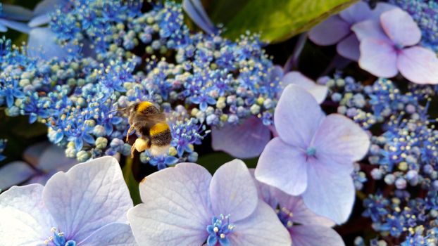 striped bumble bee ,Bombus soroeensis, on a background of blue and dark blue flowers, Hydrangea macrophylla