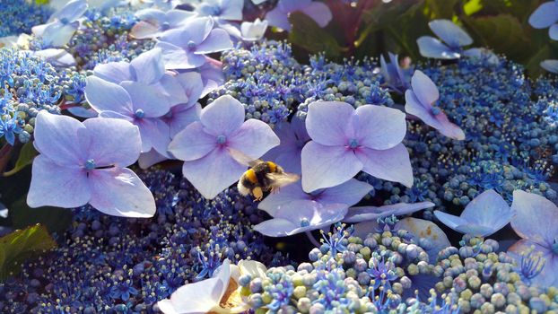 striped bumble bee ,Bombus soroeensis, on a background of blue and dark blue flowers, Hydrangea macrophylla