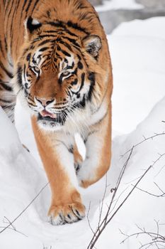 Close up portrait of one young Amur (Siberian) tiger in fresh white snow sunny winter day, looking up at camera, high angle front view
