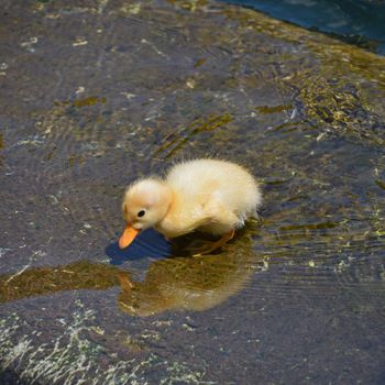 Close up one cute little yellow baby duckling in blue water, high angle side view