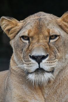 Face to face, close up portrait of beautiful mature female African lioness looking at camera over black background, low angle view