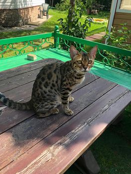 young bengal cat on the lurk in nature