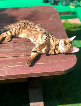 young bengal cat on the lurk in nature