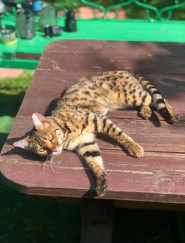 young bengal cat on the lurk in nature