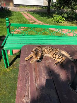 young bengal cat on the lurk in nature