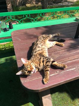 young bengal cat on the lurk in nature