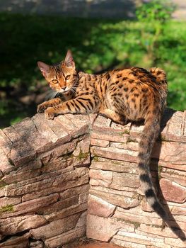 young bengal cat on the lurk in nature