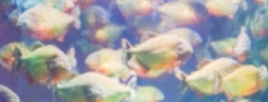 Defocused background with a flock of piranhas. Intentionally blurred post production for bokeh effect