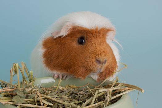Nice guinea pig mammal rodent as pet animal