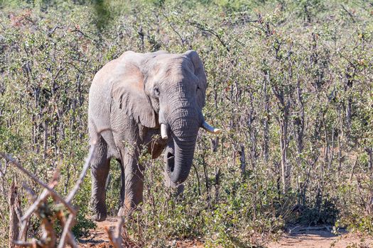 An african elephant, Loxodonta africana, with broken tusk between mopani bushes