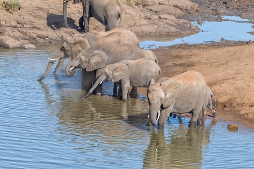 African elephants, Loxodonta africana, drinking water in a river