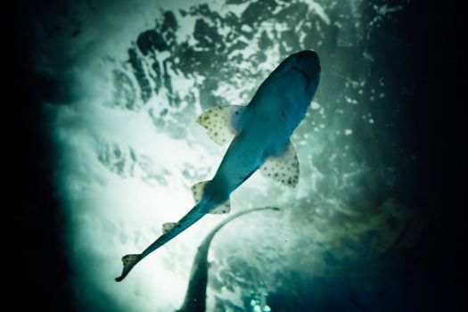 Medium size shark swimming in the acquarium of San Sebastian, Spain