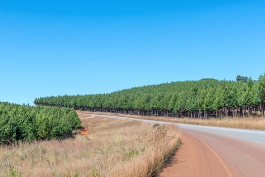 A view of pine tree plantations next to road R532 between Bourkes Luck and Graskop