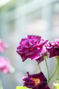 The background image of the colorful flowers, background nature