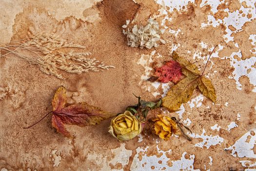 Dry leaves and flowers on a textured background