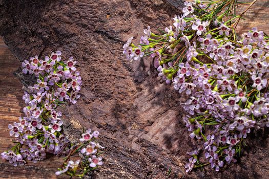 Little pink flowers on a wooden background