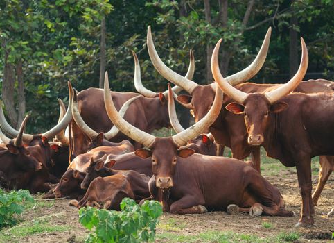 herd of ankole watusi cattle in zoo