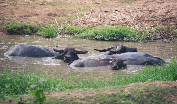 water buffalo resting in mud pond