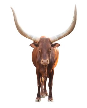 female ankole watusi isolated on white background