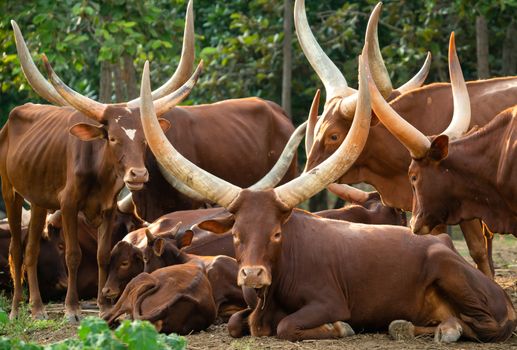 herd of ankole watusi cattle in zoo