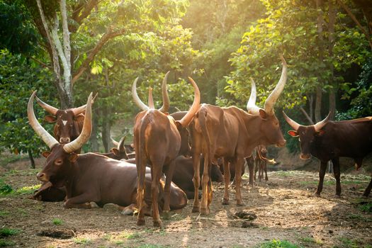 herd of ankole watusi cattle in zoo