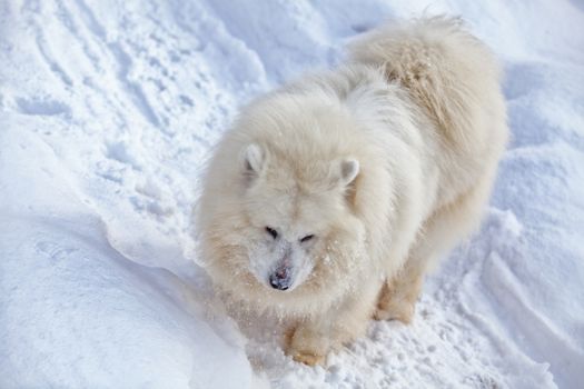 White big samoyed running on a snow