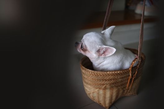 Cute chihuahua in a basket . Pet background