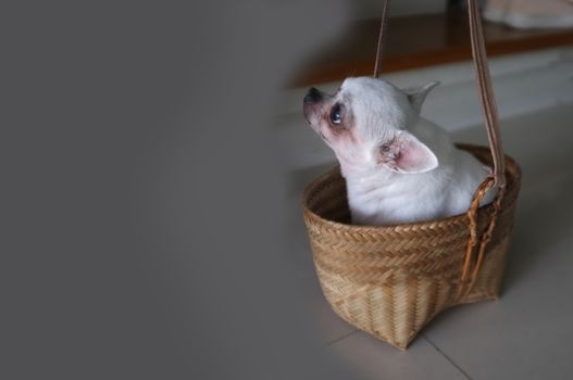 Cute chihuahua in a basket . Pet background