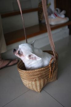 Cute chihuahua in a basket . Pet background