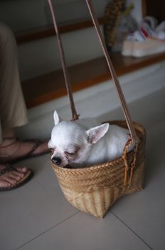 Cute chihuahua in a basket . Pet background