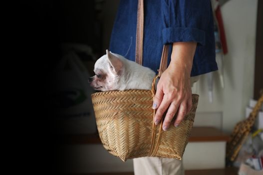 Cute chihuahua in a basket . Pet background