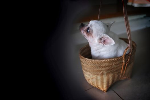 Cute chihuahua in a basket . Pet background
