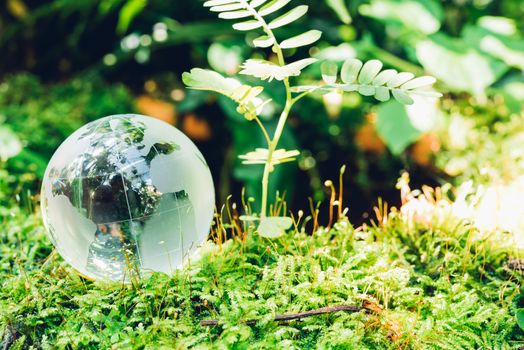 Globe glass in grass forest on nature background, Environment Day Concept