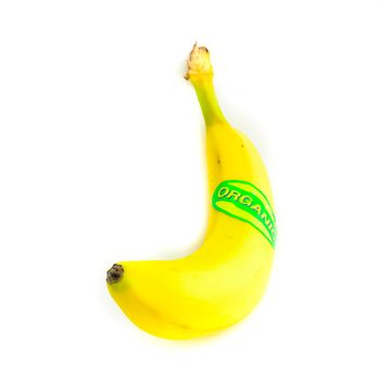 Single banana isolated on white background. One fresh banana with organic label signage, clipping path and copy space