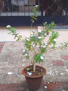a plant with white flowers