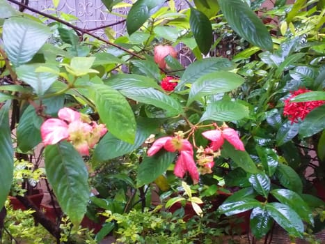 green bushes with pink flowers