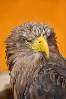 Close up front portrait of one white-tailed sea eagle (Haliaeetus albicilla) looking at camera over yellow orange background, low angle view